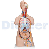 MANIQUI TORSO HUMANO ASEXUADO 16 PARTES 
